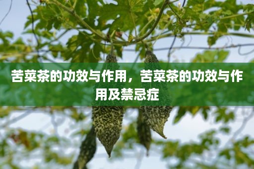 苦菜茶的功效与作用，苦菜茶的功效与作用及禁忌症