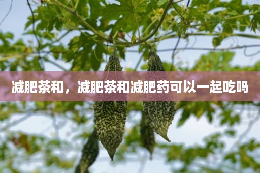 减肥茶和，减肥茶和减肥药可以一起吃吗